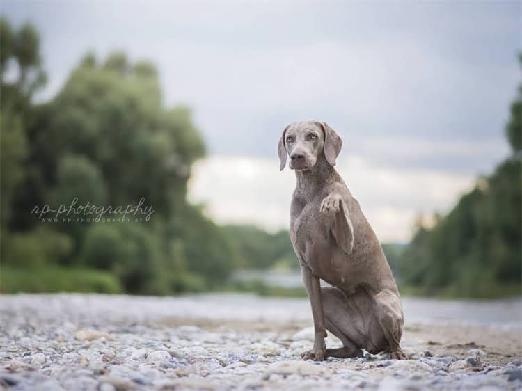 图片 狗狗咳嗽吐白沫黏液怎么回事？专业兽医详解病因+家庭护理指南（附紧急处理步骤）1.jpg