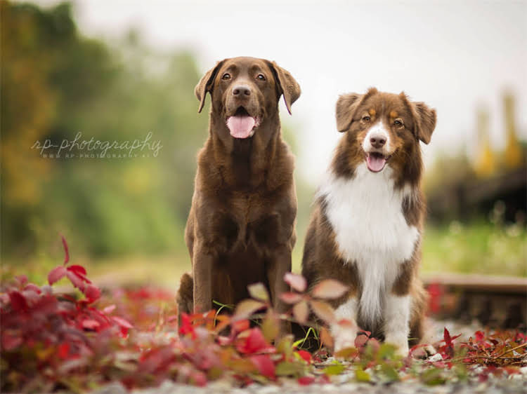 图片 狗狗咳嗽吐白沫黏液怎么回事？专业兽医详解病因+家庭护理指南（附紧急处理步骤）2.jpg