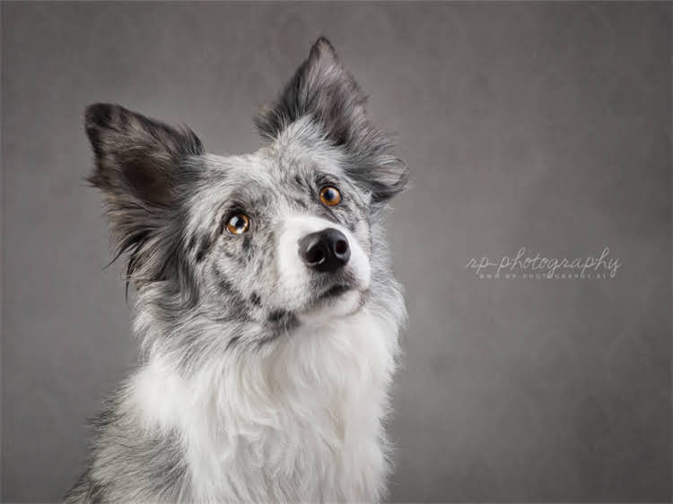 图片 狗狗多大开始换粮？科学换粮全攻略：幼犬换粮时间表与注意事项.jpg