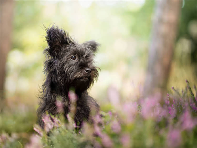 图片 狗狗得了狂犬病有哪些传播途径？3大感染方式+5个预防措施全.jpg