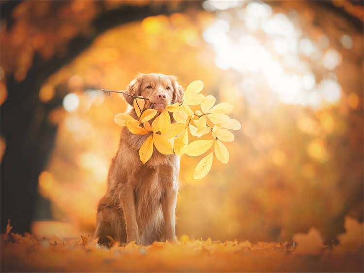 图片 狗狗得了狂犬病有哪些传播途径？3大感染方式+5个预防措施全1.jpg