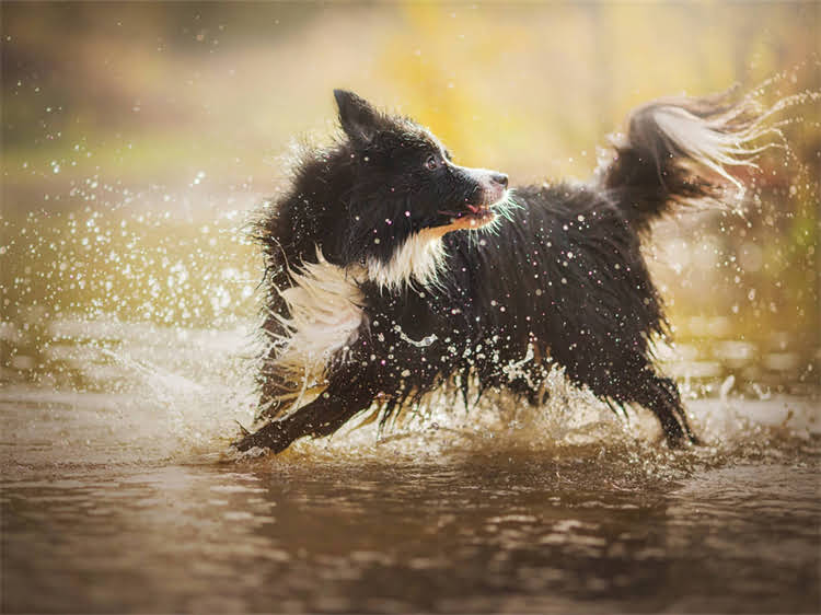 图片 狗狗得了狂犬病有哪些传播途径？3大感染方式+5个预防措施全2.jpg