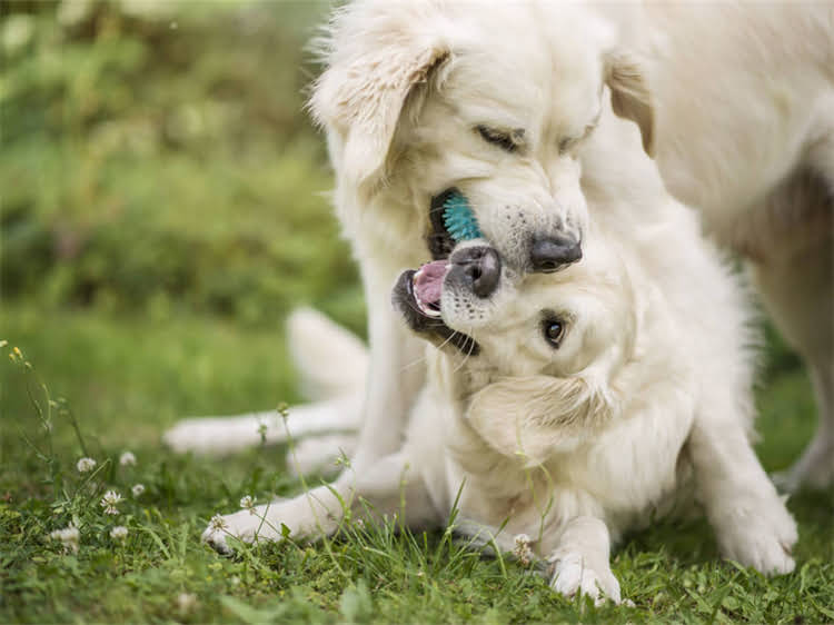 图片 狗狗总咬东西？5大原因+解决方法，养宠人必看！.jpg