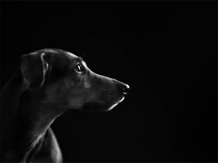 图片 狗狗总咬东西？5大原因+解决方法，养宠人必看！1.jpg