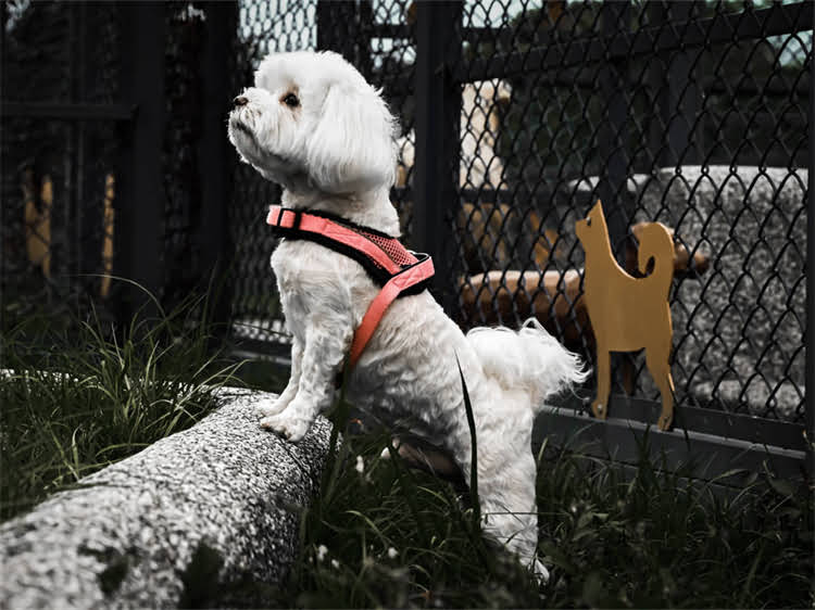 图片 狗狗成年后必看！科学接种疫苗的黄金时间表与注意事项，家长必存.jpg