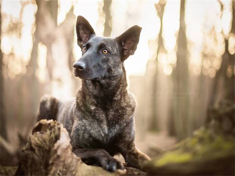 图片 狗狗成年后必看！科学接种疫苗的黄金时间表与注意事项，家长必存2.jpg