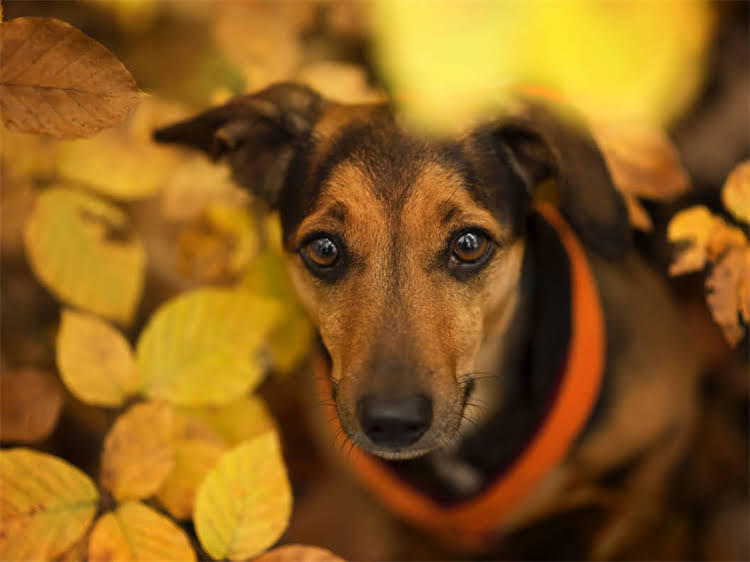 图片 狗狗成长期疫苗该打吗？科学养宠必知的疫苗必要性及接种指南1.jpg