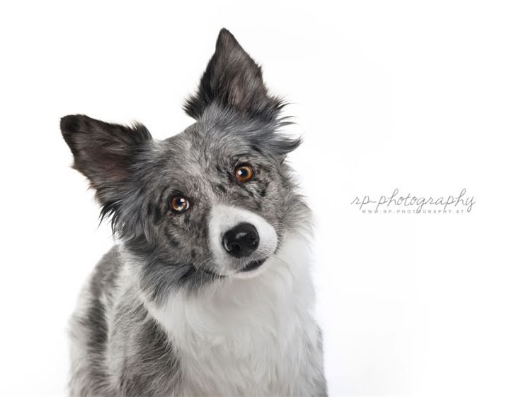 图片 狗狗成长期疫苗该打吗？科学养宠必知的疫苗必要性及接种指南2.jpg