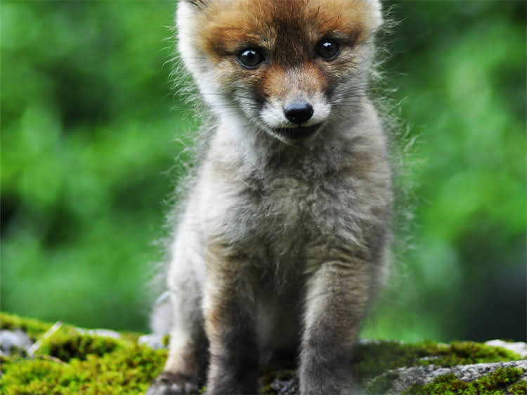 图片 狗狗打喷嚏流黄鼻涕怎么办？北京3大原因+3步护理法（附真实案例）1.jpg