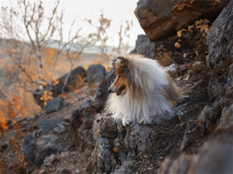 图片 狗狗打完疫苗后出现发热症状？这8个护理要点必须知道！.jpg