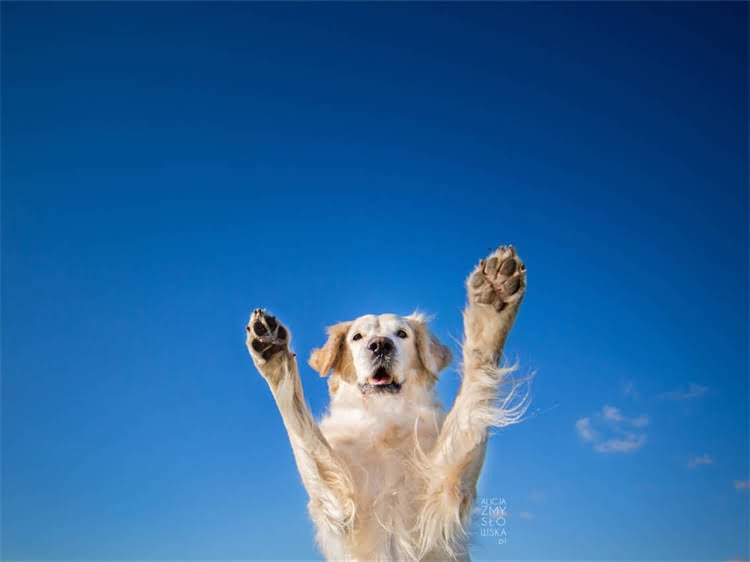 图片 狗狗打完疫苗后出现发热症状？这8个护理要点必须知道！2.jpg