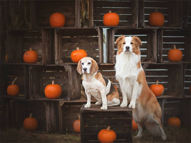 图片 狗狗打完疫苗后精神焕发？这些注意事项和恢复期护理指南请收好！.jpg