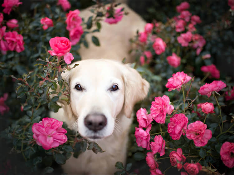 图片 狗狗打完疫苗后精神焕发？这些注意事项和恢复期护理指南请收好！1.jpg