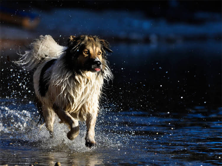 图片 狗狗打完疫苗后精神焕发？这些注意事项和恢复期护理指南请收好！2.jpg