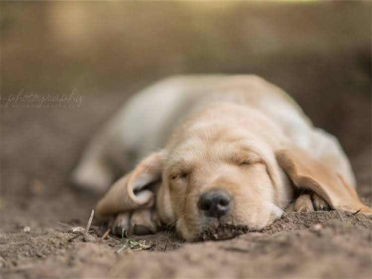 图片 狗狗打狂犬疫苗后呕吐怎么办？症状、原因及应急处理指南（附专业兽医建议）.jpg