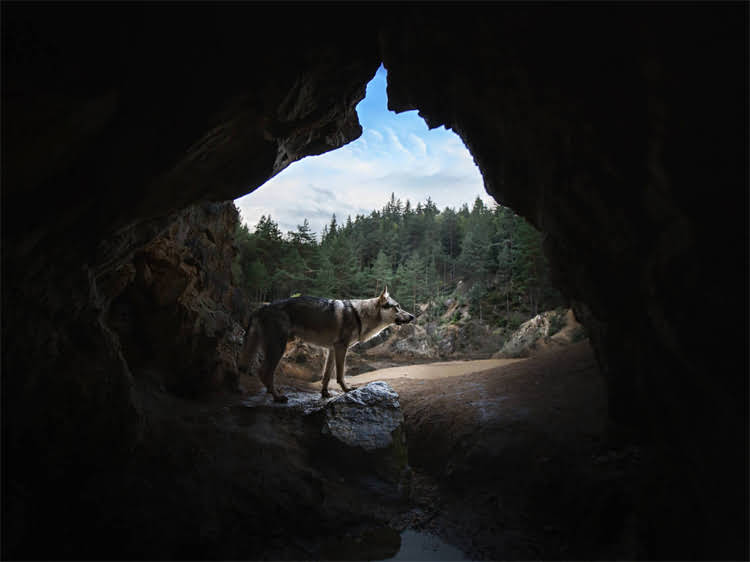 图片 狗狗打狂犬疫苗后呕吐怎么办？症状、原因及应急处理指南（附专业兽医建议）2.jpg