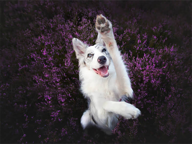 图片 狗狗打狂犬疫苗必看！5大缓解疼痛技巧+接种全攻略（附注意事项）2.jpg