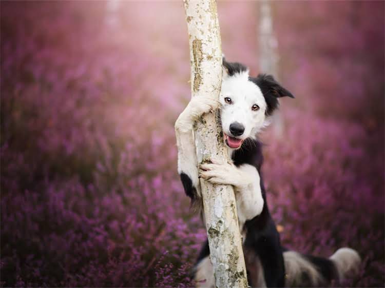 图片 狗狗打疫苗后必看！10大注意事项及异常反应应对指南（附专业护理方案）1.jpg