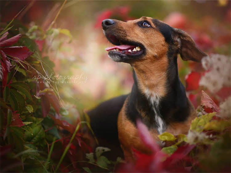 图片 狗狗打疫苗后抽搐拉稀怎么办？3天缓解法+疫苗反应处理全指南（附真实案例）1.jpg