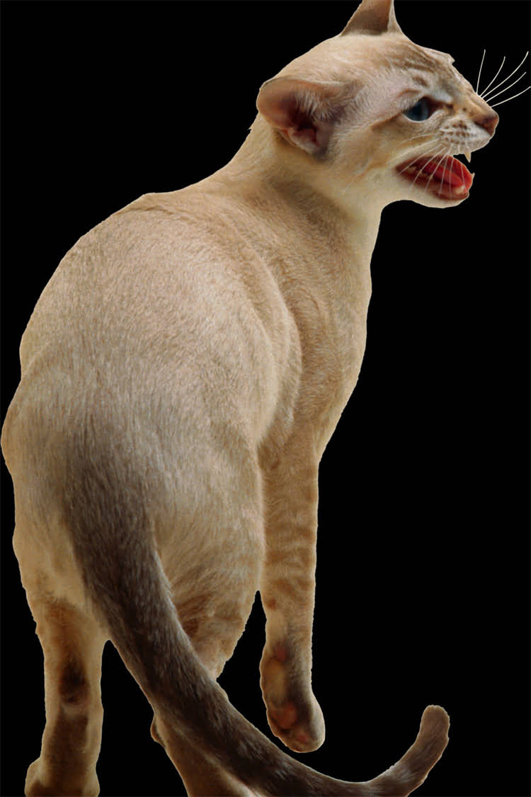 图片 狗狗打疫苗没消毒？这5大隐患可能让你家毛孩危险重重！附专业护理指南.jpg