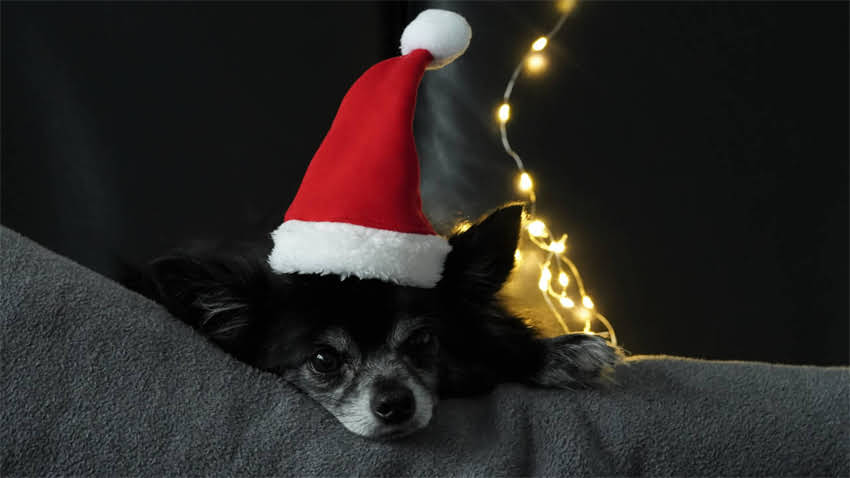 图片 狗狗抽搐的紧急处理步骤（附真实案例）.jpg