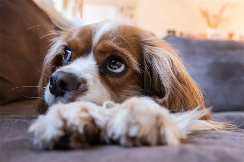 图片 狗狗接种狂犬疫苗全攻略：注意事项、流程、时间间隔及常见问题解答.jpg
