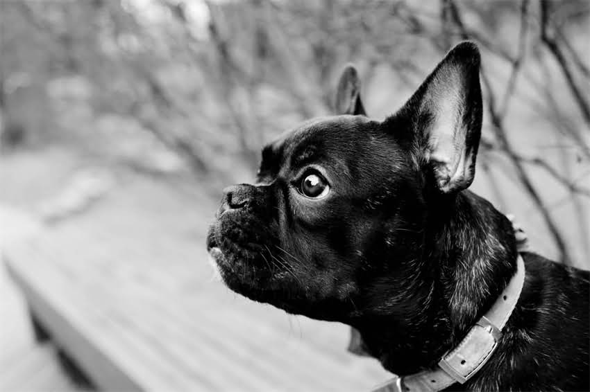 图片 狗狗接种狂犬疫苗全攻略：注意事项、流程、时间间隔及常见问题解答2.jpg