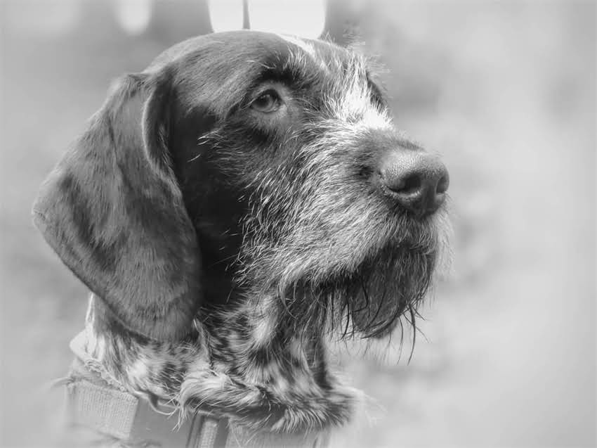 图片 狗狗接种疫苗后呕吐怎么办？幼犬疫苗反应呕吐原因及处理指南（附紧急处理步骤）.jpg