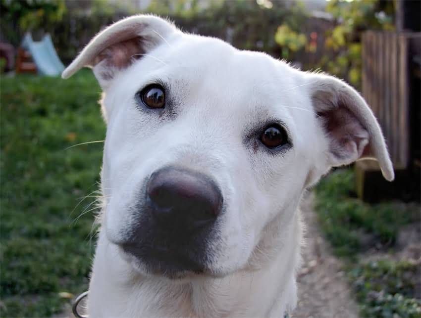 图片 狗狗接种疫苗后常见反应及应对指南（附24小时观察表）1.jpg