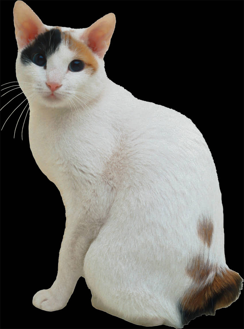 图片 狗狗接种疫苗后拉稀怎么办？5大原因及科学应对指南（附紧急处理步骤）.jpg