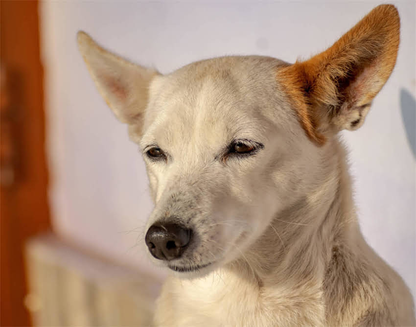 图片 狗狗接种疫苗后拉稀怎么办？5大原因及科学应对指南（附紧急处理步骤）2.jpg