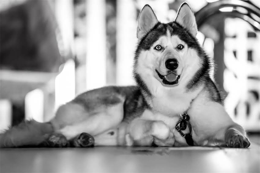 图片 狗狗接种疫苗后无反应是否正常？权威解答与科学护理指南.jpg