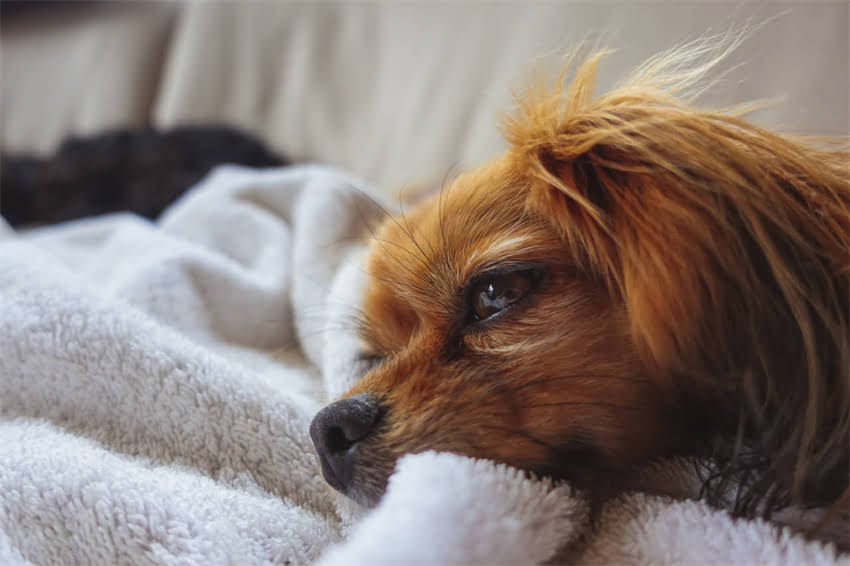 图片 狗狗接种疫苗后状态大：疫苗后如何让爱犬保持活力健康.jpg