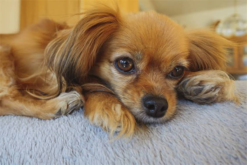 图片 狗狗接种疫苗后状态大：疫苗后如何让爱犬保持活力健康1.jpg