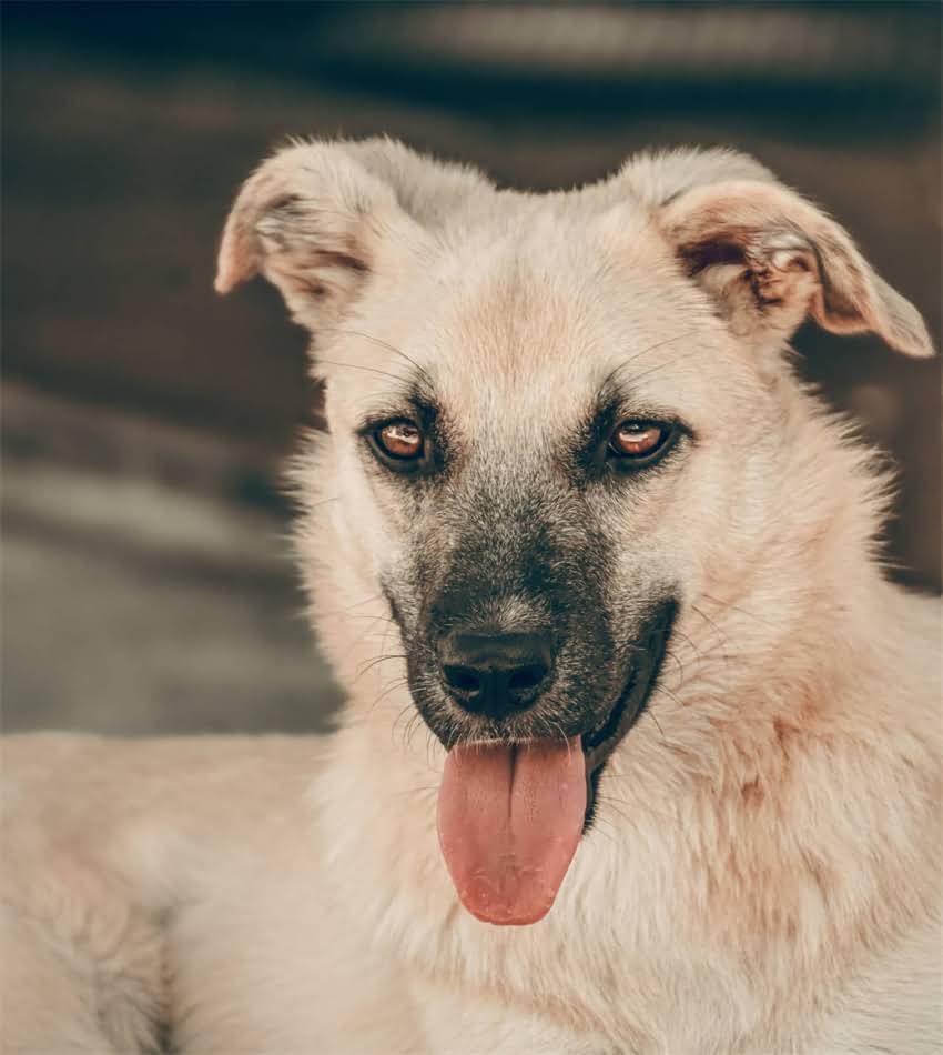 图片 狗狗接种疫苗后狂犬疫苗注意事项与科学防护指南（附详细时间表）.jpg