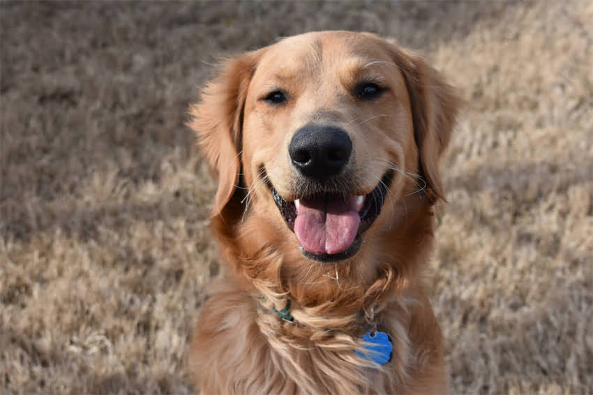 图片 狗狗接种疫苗后狂犬疫苗注意事项与科学防护指南（附详细时间表）2.jpg