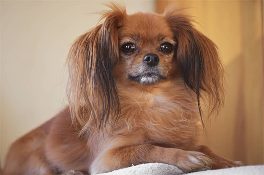 图片 狗狗接种疫苗后突发细小病毒？紧急处理指南与预防措施全（附真实案例）.jpg