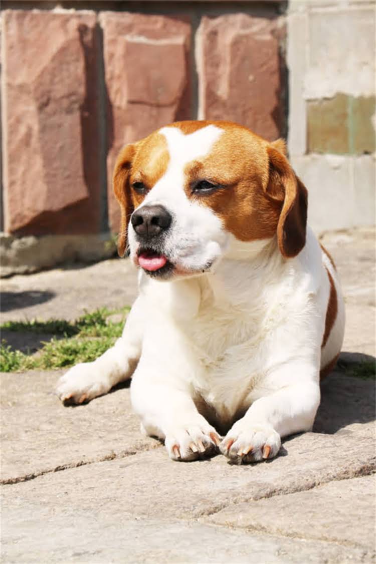 图片 狗狗接种疫苗后腹泻怎么办？3大原因+5个处理方法全（附预防指南）.jpg