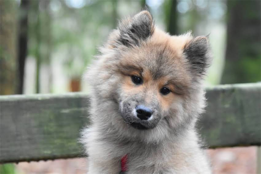 图片 狗狗接种疫苗后腹泻怎么办？3大原因+5个处理方法全（附预防指南）1.jpg