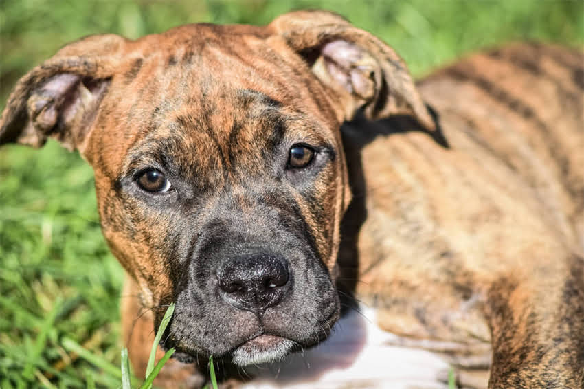 图片 狗狗接种疫苗后频繁乱叫怎么办？3大诱因与专业应对指南2.jpg