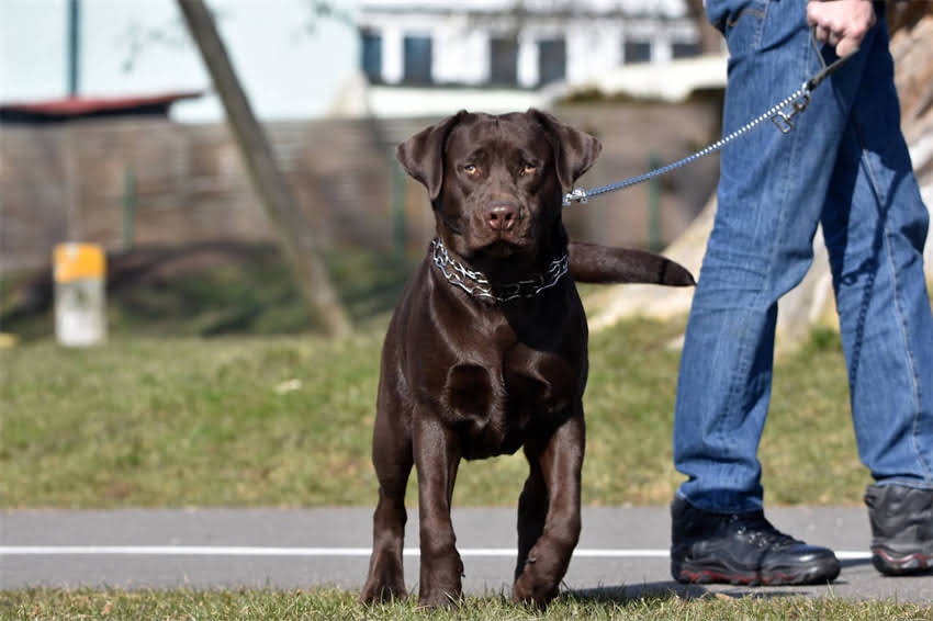 图片 狗狗断奶后多久能打疫苗？科学指南来了（附疫苗种类+接种流程+注意事项）2.jpg