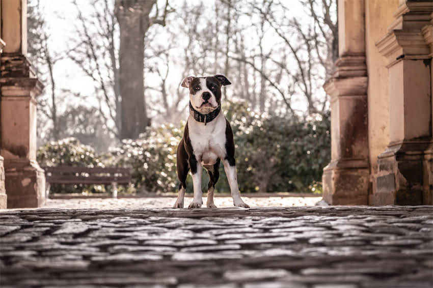 图片 狗狗断血线后发炎如何处理？兽医详解症状识别与家庭护理全攻略.jpg