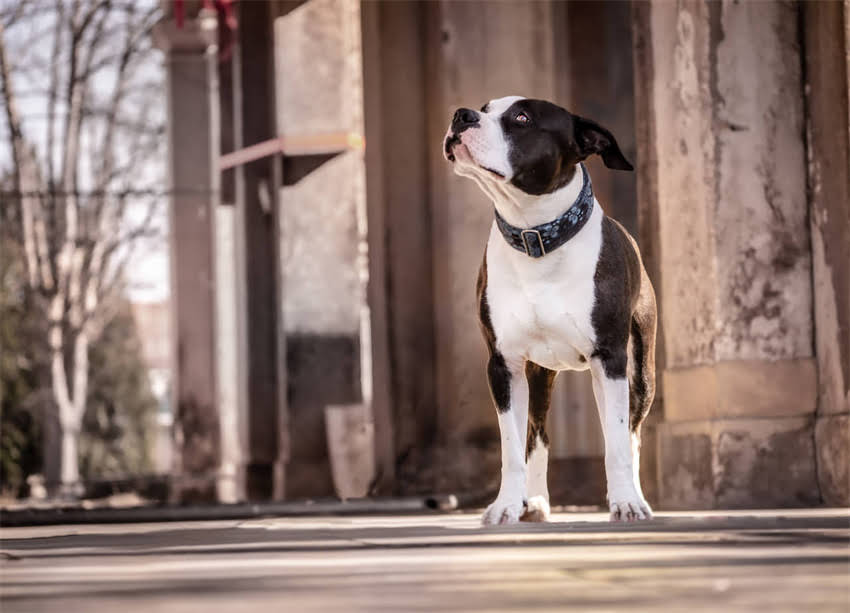 图片 狗狗断血线后发炎如何处理？兽医详解症状识别与家庭护理全攻略2.jpg