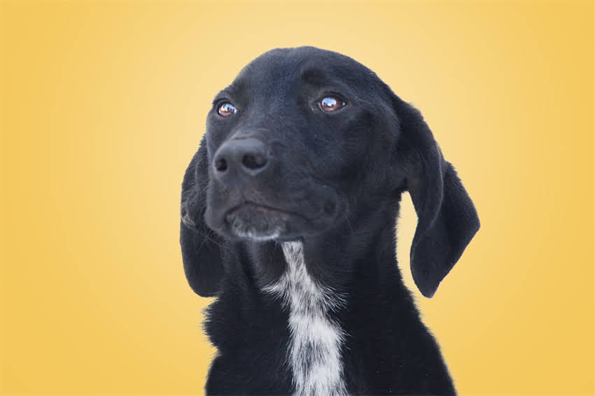 图片 狗狗注射狂犬疫苗全攻略：注意事项、接种指南及科学防护技巧.jpg