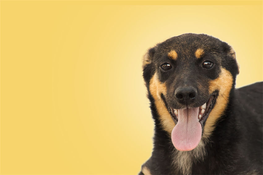 图片 狗狗注射狂犬疫苗全攻略：注意事项、接种指南及科学防护技巧2.jpg