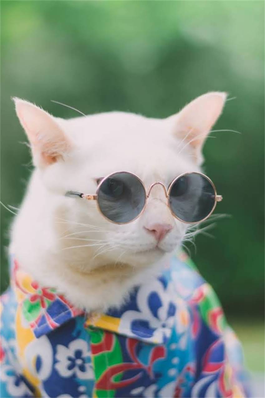 图片 狗狗洗澡的正确方法｜天然洗发水+专业技巧，避开3大误区不伤毛！1.jpg