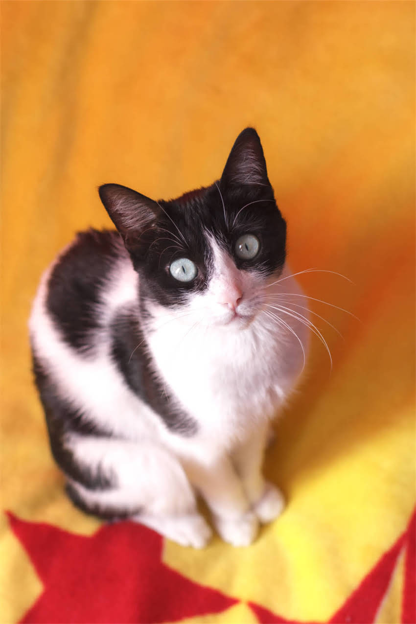 图片 狗狗洗澡的正确方法｜天然洗发水+专业技巧，避开3大误区不伤毛！2.jpg