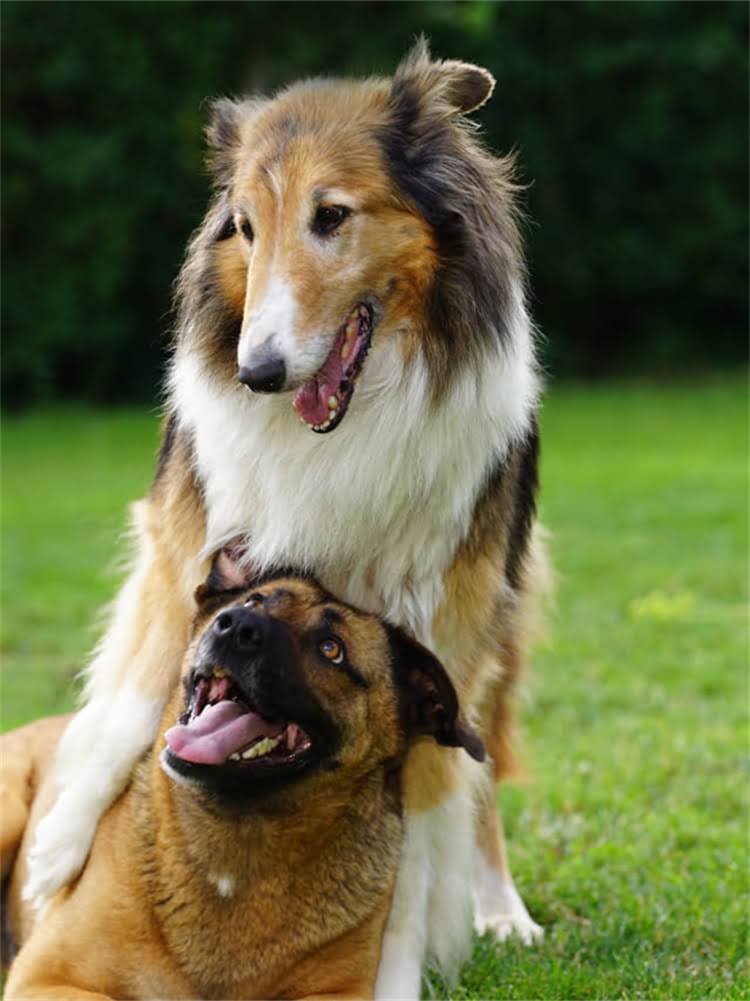 图片 狗狗洗澡频率怎么定？科学指南：多久洗一次澡最健康，不同犬种与季节的护理要点全.jpg