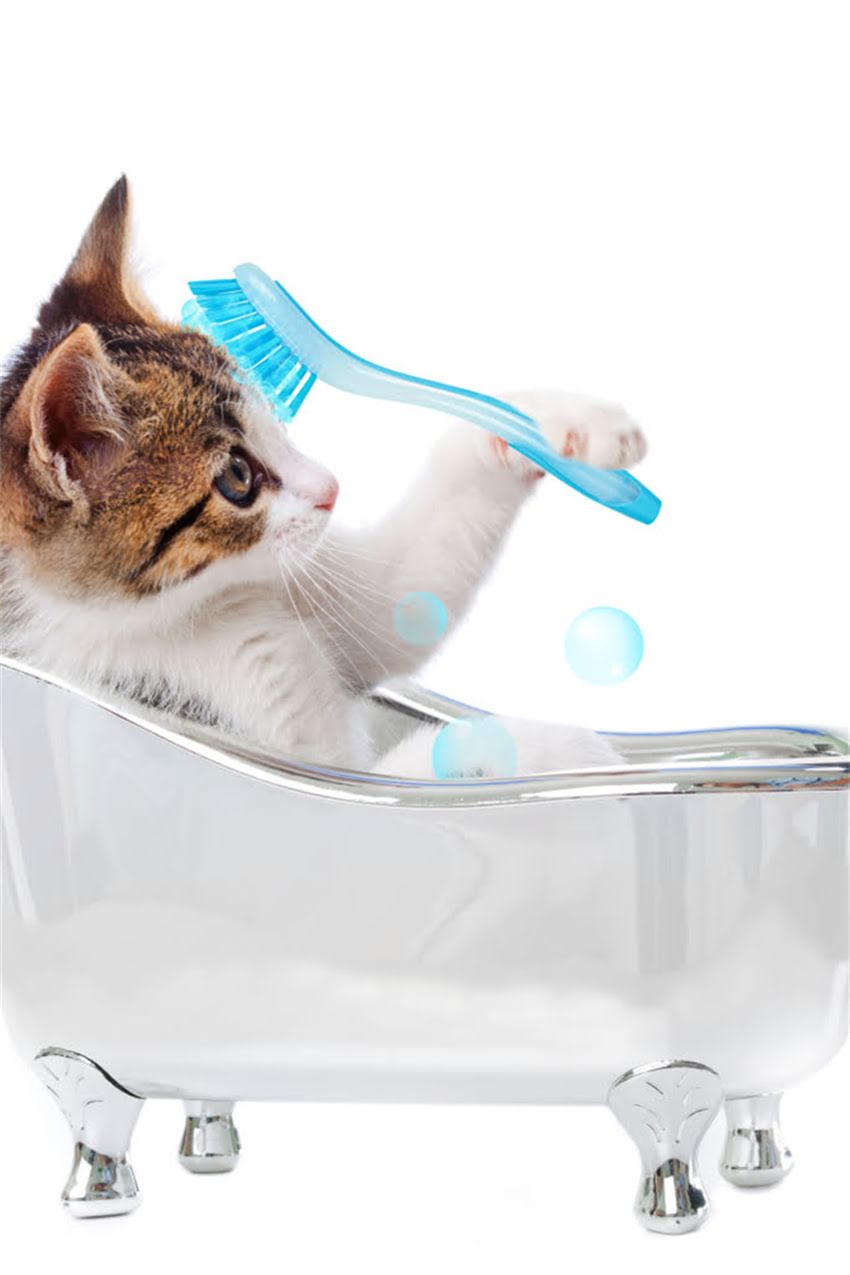 图片 狗狗洗澡频率怎么定？科学指南：多久洗一次澡最健康，不同犬种与季节的护理要点全1.jpg