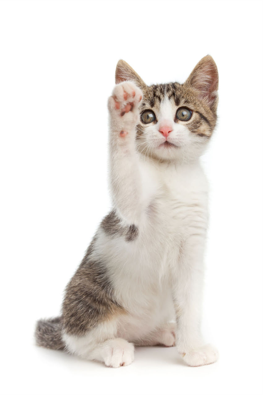 图片 狗狗洗澡频率怎么定？科学指南：多久洗一次澡最健康，不同犬种与季节的护理要点全2.jpg